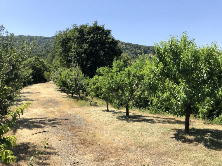 San-Secondo-di-Pinerolo---Frutteto---Vigneto-e-Uliveto